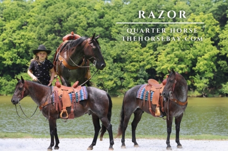 HorseID: 2278057 Razor - PhotoID: 1051887