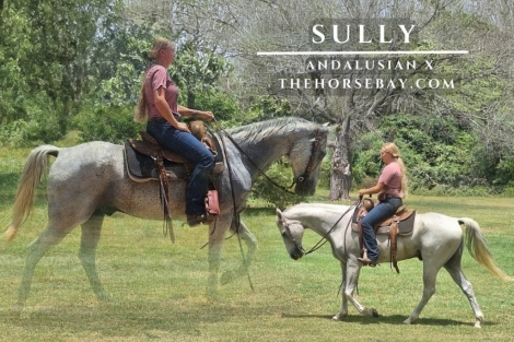 HorseID: 2278062 Sully - PhotoID: 1051895