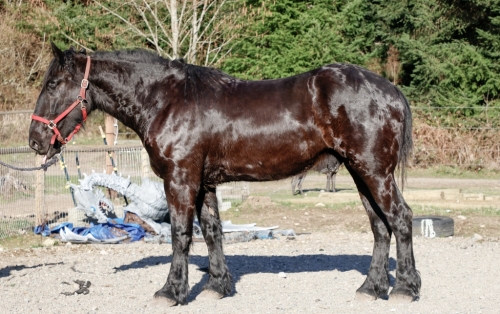 HorseID: 2278069 Silver strike Evans Ezekiel - PhotoID: 1051906