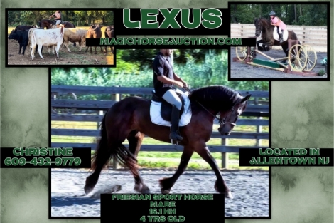 HorseID: 2278075 Clay Ridge Lexus - PhotoID: 1051908