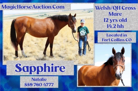 HorseID: 2278077 Sapphire - PhotoID: 1051911