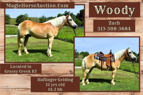 HorseID: 2278079 Woody* - PhotoID: 1051913