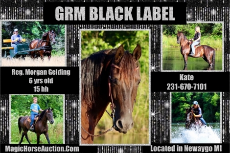 HorseID: 2278080 GRM Black Label - PhotoID: 1051914