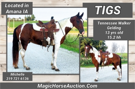 HorseID: 2278081 Tigs - PhotoID: 1051915