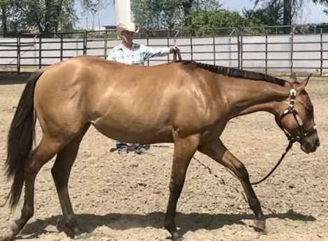 HorseID: 2278102 SHES GOIN GOOD - PhotoID: 1051951