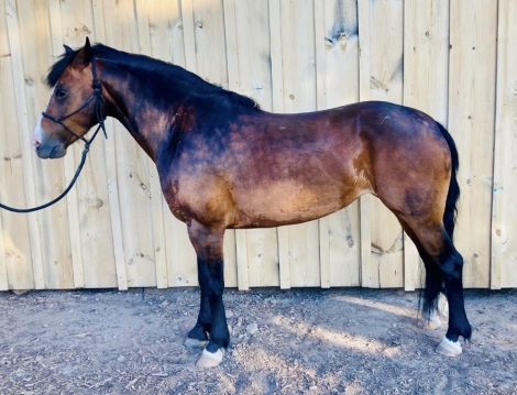 Wicca Classic, Brown Welsh Cob Mare, Pony for sale in Oregon ...