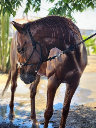 HorseID: 2278120 Big Red Serria Sunset - PhotoID: 1051969