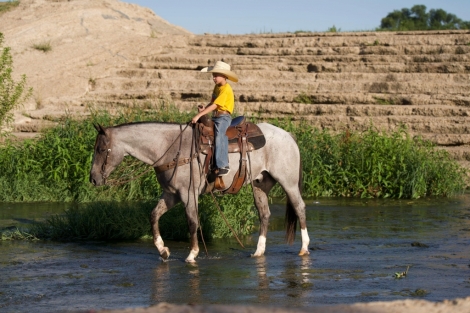 HorseID: 2278122 Little Frosty Pepto - PhotoID: 1052079