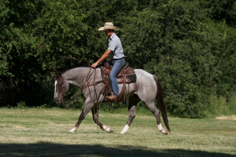 HorseID: 2278122 Little Frosty Pepto - PhotoID: 1052081