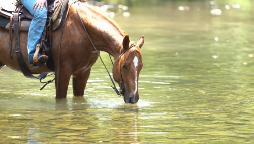 HorseID: 2278123 Boone Smart Blue Scoot - PhotoID: 1052060