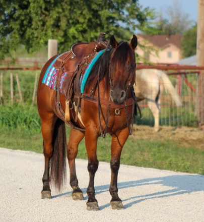 HorseID: 2278129 Chex M$ - PhotoID: 1052067