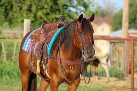 HorseID: 2278129 Chex M$ - PhotoID: 1052068