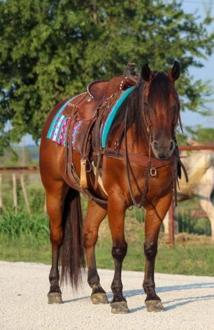 HorseID: 2278129 Chex M$ - PhotoID: 1052069