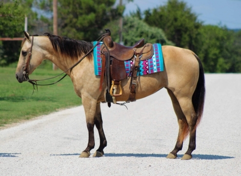 HorseID: 2278130 Butters M$ - PhotoID: 1052063