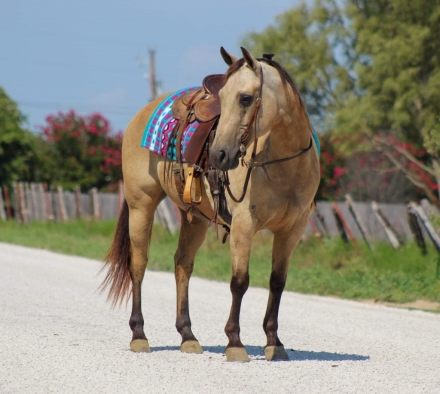 HorseID: 2278130 Butters M$ - PhotoID: 1052064