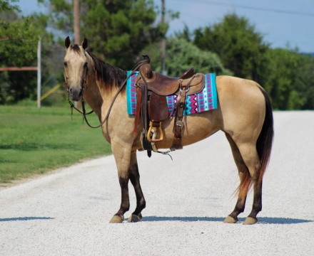 HorseID: 2278130 Butters M$ - PhotoID: 1052065