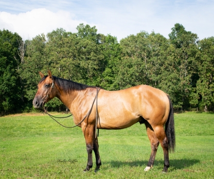 HorseID: 2278132 Smoke HG - PhotoID: 1052085