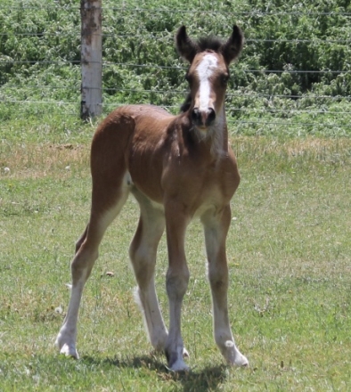 HorseID: 2278153 Renaissance’s Annie Oakley - PhotoID: 1051994