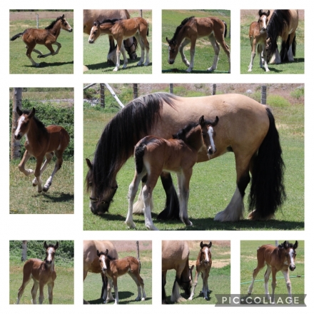 HorseID: 2278153 Renaissance’s Annie Oakley - PhotoID: 1051995