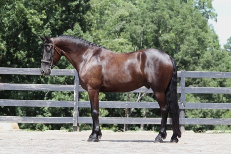 HorseID: 2278167 Charleston - PhotoID: 1052279