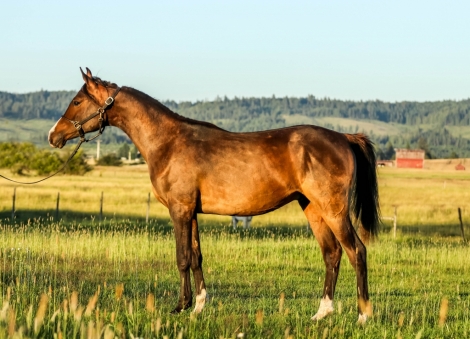 HorseID: 2278177 McJubilant B - PhotoID: 1052004