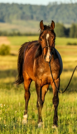 HorseID: 2278177 McJubilant B - PhotoID: 1052005