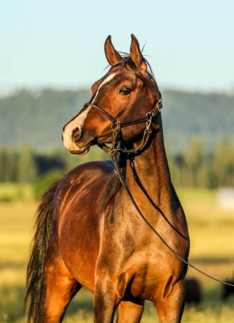 HorseID: 2278177 McJubilant B - PhotoID: 1052006