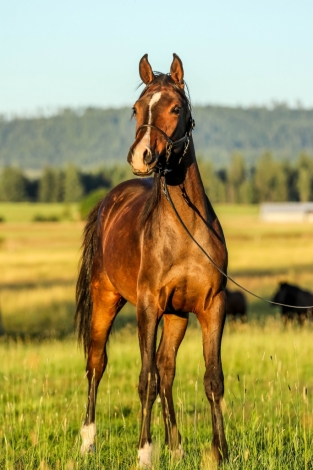 HorseID: 2278177 McJubilant B - PhotoID: 1052007