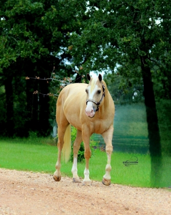 HorseID: 2278184 TANNER - PhotoID: 1052009