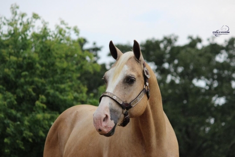 HorseID: 2278184 TANNER - PhotoID: 1052010