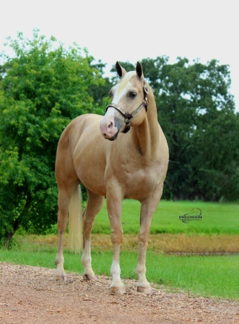 HorseID: 2278184 TANNER - PhotoID: 1052011