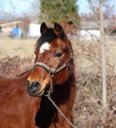 HorseID: 2278186 Puffy - PhotoID: 1052018