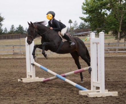 HorseID: 2278190 Pablo’s Jr starlight - PhotoID: 1052024