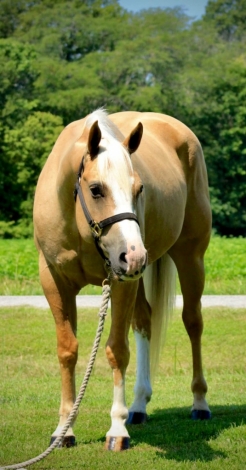 HorseID: 2278198 ARW Shinin Two Socks - PhotoID: 1052047