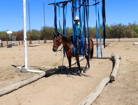 HorseID: 2278200 Arlo KW - PhotoID: 1052035