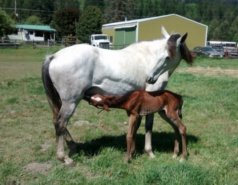 HorseID: 2278225 Easter - PhotoID: 1052120