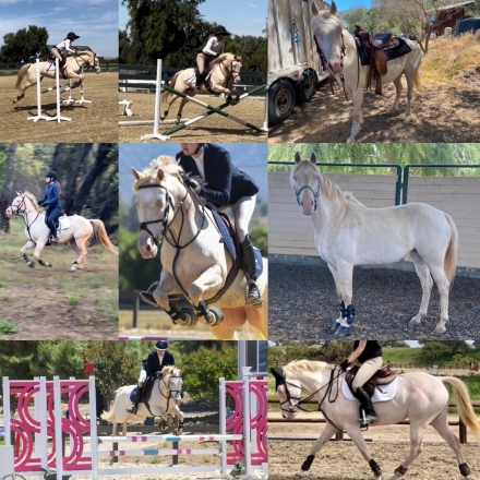 HorseID: 2278244 Briteside Michi - PhotoID: 1052158