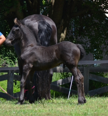 HorseID: 2278245 BACH OF SATIN FRIESIAN - PhotoID: 1052154