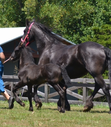 HorseID: 2278245 BACH OF SATIN FRIESIAN - PhotoID: 1052156