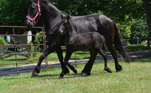 HorseID: 2278245 BACH OF SATIN FRIESIAN - PhotoID: 1052157