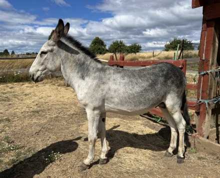 HorseID: 2278286 Donkey-Jack - PhotoID: 1052192