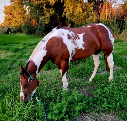 HorseID: 2278332 SMJ BLUE EYED COWGIRL - PhotoID: 1052244