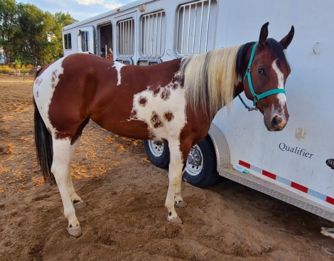 HorseID: 2278332 SMJ BLUE EYED COWGIRL - PhotoID: 1052246