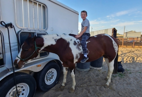 HorseID: 2278332 SMJ BLUE EYED COWGIRL - PhotoID: 1052247