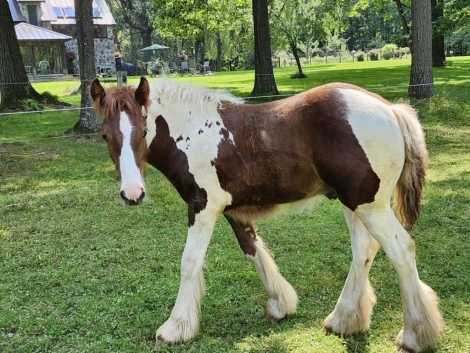 HorseID: 2278335 Mystic Forest Arley Tuff - PhotoID: 1052250