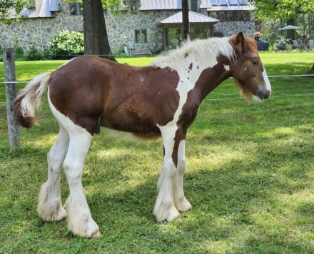 HorseID: 2278335 Mystic Forest Arley Tuff - PhotoID: 1052251