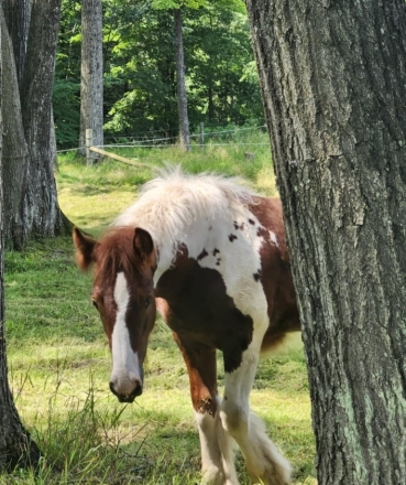 HorseID: 2278335 Mystic Forest Arley Tuff - PhotoID: 1052252