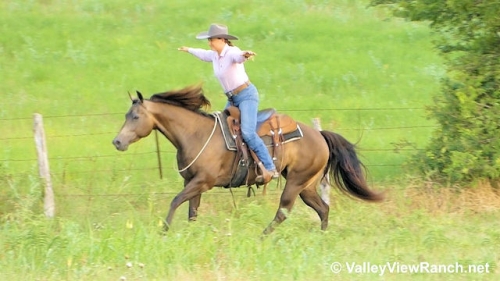 HorseID: 2278366 Gelanes Lacy - PhotoID: 1052289