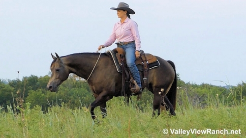 HorseID: 2278366 Gelanes Lacy - PhotoID: 1052290