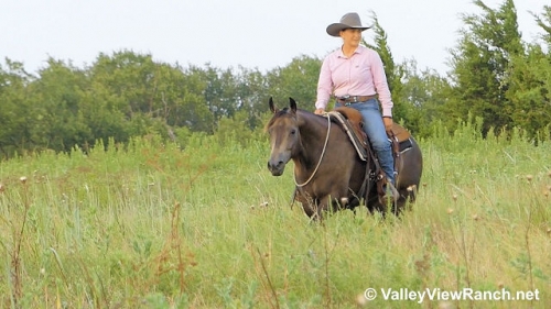 HorseID: 2278366 Gelanes Lacy - PhotoID: 1052291